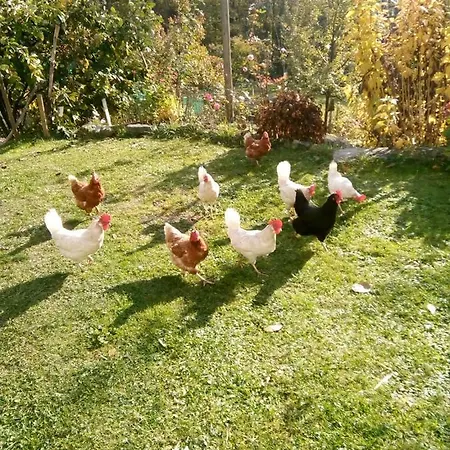 Le Jardin Fleuri Alloggio in famiglia Ollon