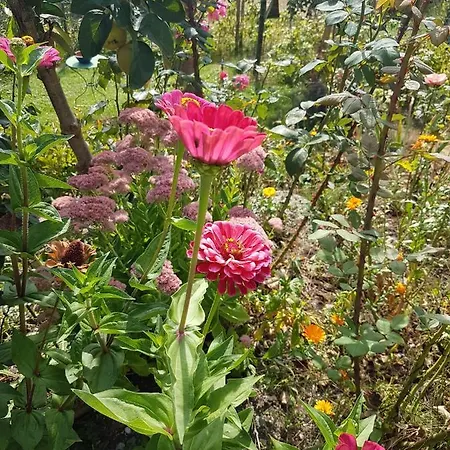 Le Jardin Fleuri * Ollon
